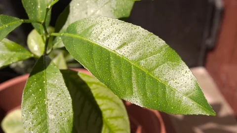 Watering a homemade lemon tree close up Stock Footage 78197846