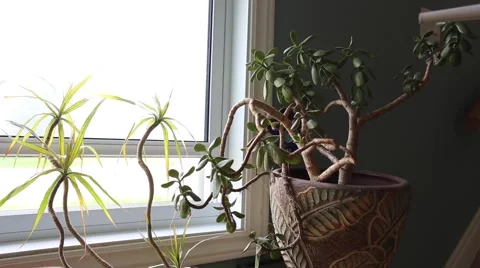 Watering house plants Stock Footage 64939741