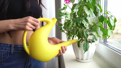 Watering houseplants Stock Footage 184967723