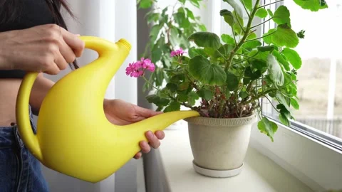 Watering houseplants Stock Footage 186622873