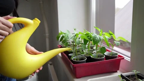 Watering houseplants Stock Footage 187445551