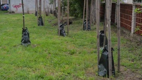 Watering irrigating bag tree, green water bag Stock Footage 131471933