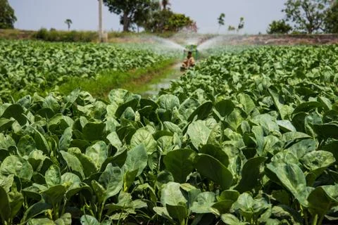 Watering in the kale field Stock Photos