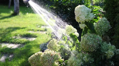 Watering a large hydrangea bush with a hose on a bright sunny day in the garden Stock Footage 288240277
