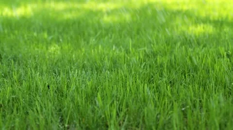 Watering The Lawn Stock Footage 11817218