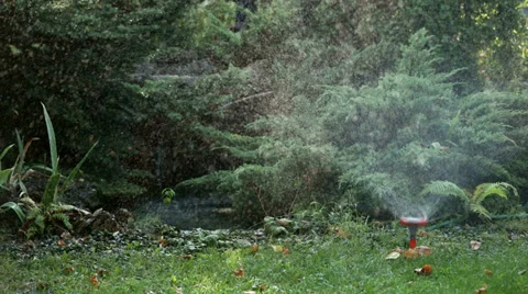 Watering the lawn Stock Footage 27833269