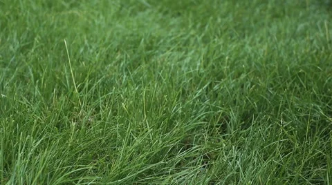 Watering the lawn Stock Footage 42179814