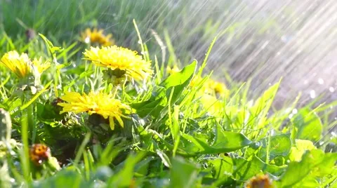 Watering lawn. Stock Footage 62774395