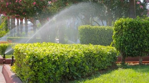 Watering the lawn in the spray of an automatic irrigation system Stock Footage 125764705
