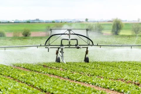 Watering lettuce fields Stock Photos
