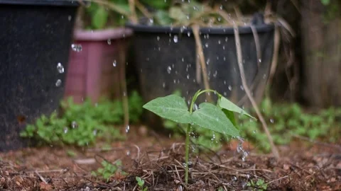 Watering long bean tree Stock Footage 242177864