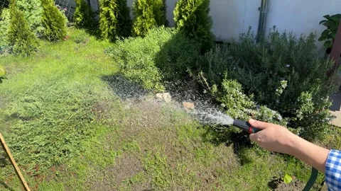 Watering Lush Garden Stock Footage 310494313