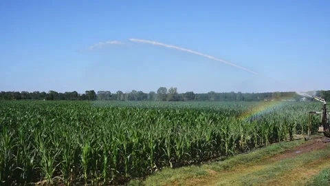 Watering the mais plants Stock Footage 135234631