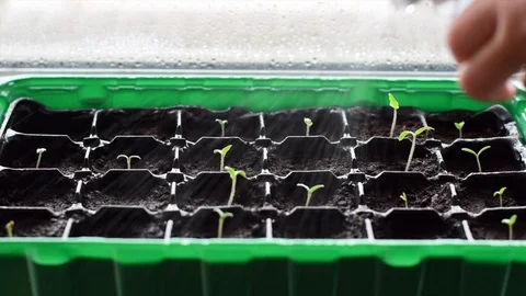 Watering many young plants in plastic pots. Little tomato plants. Video stock 104274696