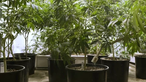 Watering marijuana plants. 動画素材 88035843