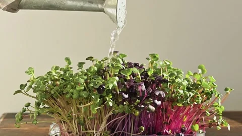 Watering microgreens sprouted on coco mat on a dark wooden background. Stock Footage 165836183
