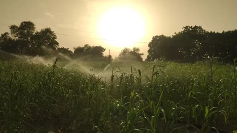 Watering millet crop field by sprinkle with sunlight, millet crop irrigation Stock Footage 346889130