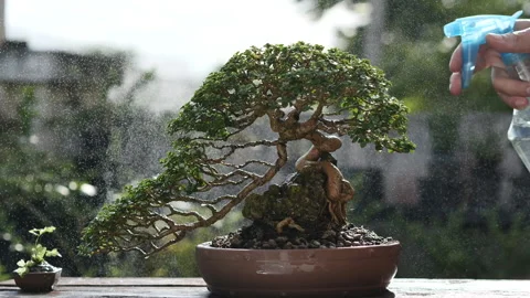 Watering mini Bonsai Tree while stay home keep social distancing. 動画素材 140117952
