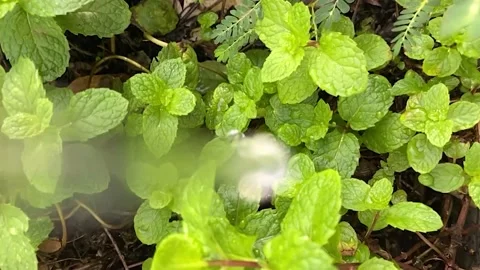 Watering mint plants with water drop slow motion footage Stock Footage 139044161