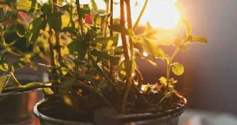 Watering Mint, Sunlit Background. SLOW MOTION. Gardening Outdoors Close Up. Video stock 140295569