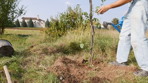 Watering a new Apple Tree Stock Footage 97159014