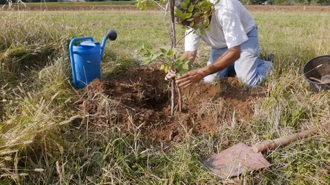 Watering a new Apricot tree Stock Footage 97159097