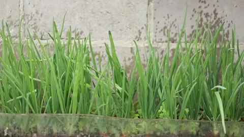 Watering onions 스톡 동영상 163609002