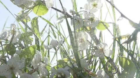 Watering the Orchard on a Sunny Day HD Pro Stock Footage 122431653