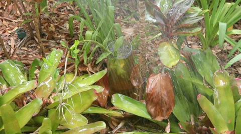 Watering Orchid Stock Footage 35202760
