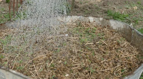 Watering organic soil Stock Footage 62287706
