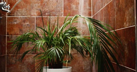 Watering The Palm Tree Stock Footage 235453522