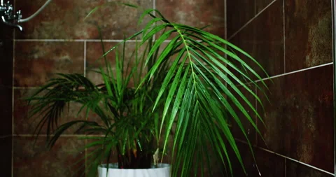 Watering The Palm Tree Stock Footage 236903542