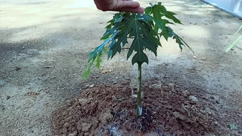 Watering the papaya tree Stock Footage 178850411