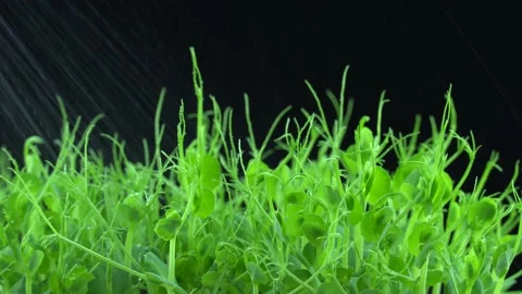 Watering pea microgreens. Water is sprayed on green plants pisum. Vidéo 201248581