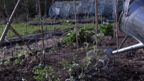 Watering Pea Plants Stock Footage 196933931