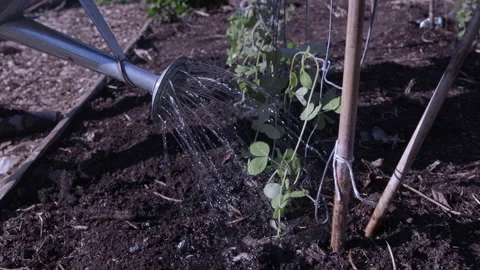 Watering Pea Plants Stock Footage 196934277