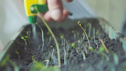 Watering peat pellets of seedlings of young tomato. Video stock 105683447