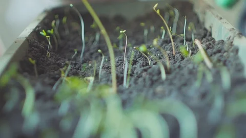Watering peat pellets of seedlings of young plant Stock Footage 105683654