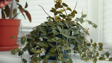 Watering Peperomia Plant in a pot closeup. home Plant on a window seal. Indoor p Video stock 303364341