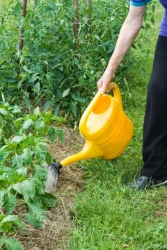 Watering Foto stock