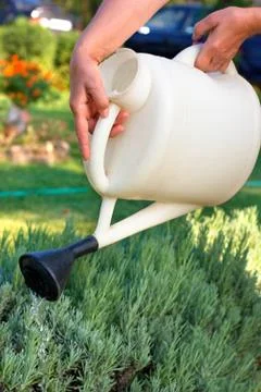Watering Stock Photos