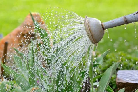 Watering 写真素材