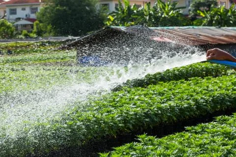 Watering Stock Photos