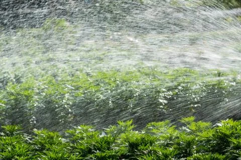 Watering Stock Photos