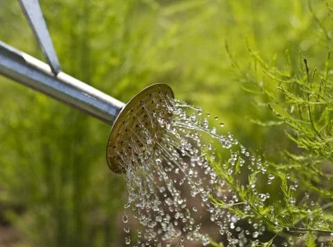 Watering Foto stock