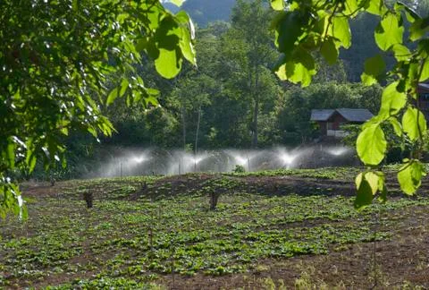 Watering Foto stock