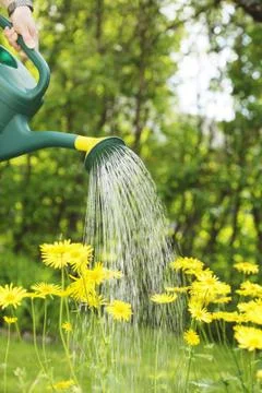 Watering Stock Photos