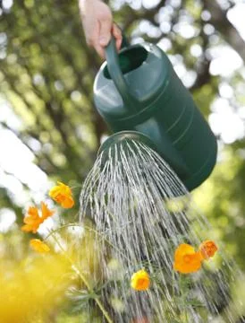 Watering Stock Photos