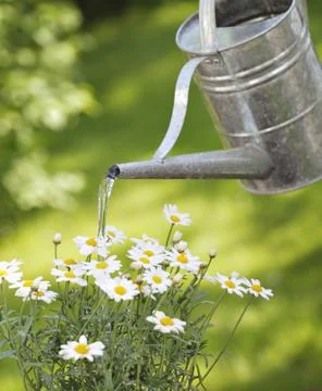 Watering Stock Photos