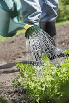 Watering Stock Photos